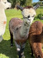 Schitterende alpaca merrie 2 jaar grijs, Dieren en Toebehoren, September, Vrouwelijk