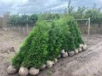 Coniferen Thuja Occ. Brabant, Ophalen, Conifeer, 100 tot 250 cm