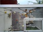 kanarie, Dieren en Toebehoren, Vogels | Kanaries, Kleurkanarie
