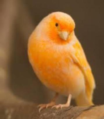 Oranje / rode kanaries mannen en poppen beschikbaar voor biedingen