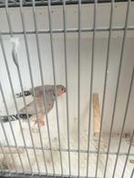 Mooi koppel zebravinken, Meerdere dieren