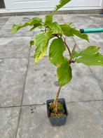 Wilde kers, fruit, voedselbos, boompje, bonsai, Ophalen of Verzenden, Minder dan 100 cm, Overige soorten, Zomer