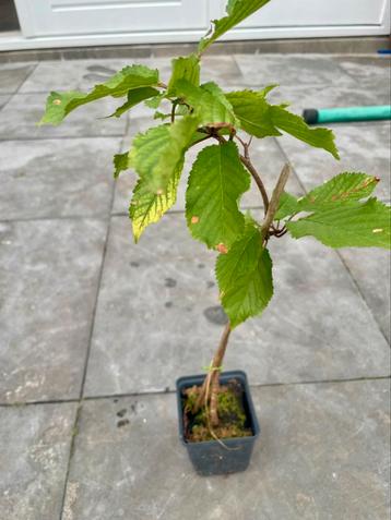Wilde kers, fruit, voedselbos, boompje, bonsai beschikbaar voor biedingen