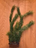 Plant voor in het aquarium, Dieren en Toebehoren, Vissen | Aquaria en Toebehoren, Ophalen, Nieuw, Plant(en), Steen of Hout