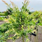 Salix integra Hakuro nishiki, Bonte wilg, flamingoboom, Vaste plant