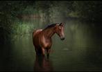 Sportmerrie te koop, Dieren en Toebehoren, Paarden, Merrie, Z, Gechipt, 170 tot 175 cm
