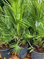 Chamaerops Humilis dwergpalm, Ophalen, Zomer, Overige soorten, Volle zon