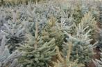 Kerstbomen Pungens glauca / blauwspar 40 -110 cm in Pot., Overige soorten, Zomer, Ophalen, Volle zon