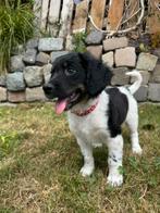 Hele mooie Friese Stabij pups 3 kleur en bruin wit, Overige rassen, CDV (hondenziekte), 8 tot 15 weken, Meerdere