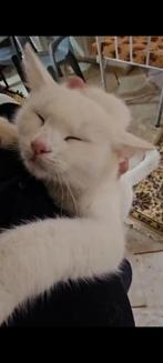 Doof knuffelkatje gek op honden, Dieren en Toebehoren, Poes