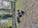 Prachtige toom Australorp 2025 kippen 3 hennen en een haan, Dieren en Toebehoren, Pluimvee, Meerdere dieren, Kip