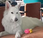 Zwitserse witte herderpups  met fci stamboom, CDV (hondenziekte), 8 tot 15 weken, Meerdere, Meerdere dieren