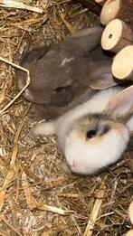 Twee lieve, tamme konijnen ter herplaatsing, Dieren en Toebehoren, Konijnen, Meerdere dieren