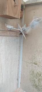 Valkparkieten., Dieren en Toebehoren, Vogels | Parkieten en Papegaaien, Meerdere dieren, Parkiet, Tam