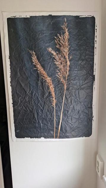 Schilderij met riet beschikbaar voor biedingen