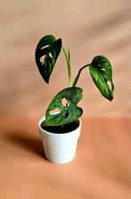 Monstera Adansonii 'Mint' – babyplant, Ophalen of Verzenden, Overige soorten, Minder dan 100 cm