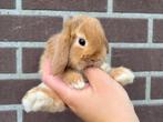 Lieve hangoor dwergkonijnen,  gekoppeld en gecastreerd!, Dieren en Toebehoren, Konijnen, Meerdere dieren, Dwerg, Hangoor