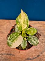 Philodendron Green Congo Variegata p8 (4)