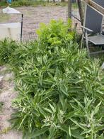 Russische smeerwortel plantjes, Tuin en Terras, Planten | Tuinplanten, Ophalen of Verzenden, Zomer, Volle zon