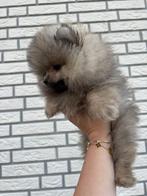 Pompriaan pup, Particulier, Reu, 8 tot 15 weken, Buitenland