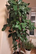 Ficus kamerplant met pot, Huis en Inrichting, Kamerplanten, Ophalen, Ficus, 100 tot 150 cm, Halfschaduw