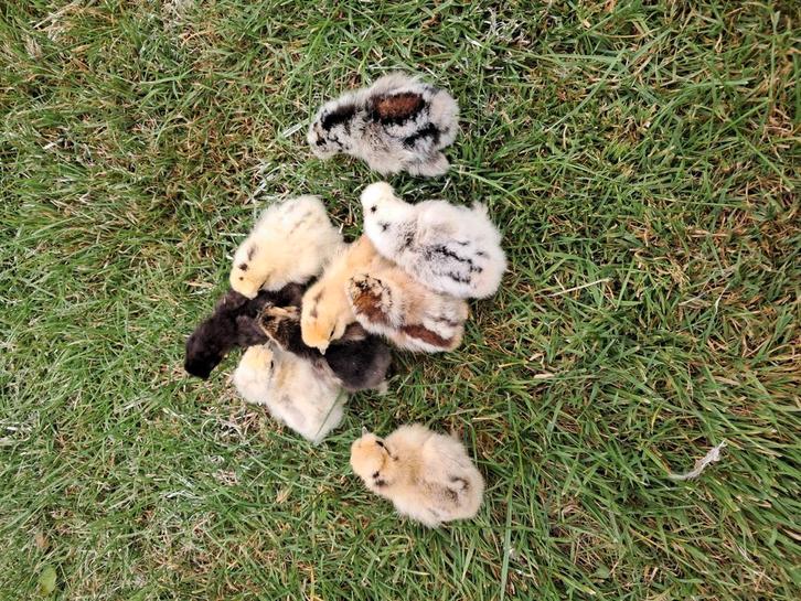 Zijdehoen kriel hen kuikens, Dieren en Toebehoren, Pluimvee, Kip