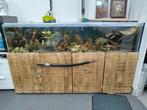 Groot Aquarium met bioloog incl Cychliden totaal 600L, Ophalen, Zo goed als nieuw, Gevuld zoetwateraquarium