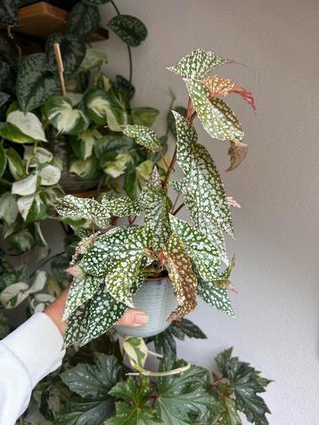 Begonia white ice, grote plant uit stekken beschikbaar voor biedingen