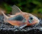 Osteogaster Aeneus (Corydoras), Dieren en Toebehoren, Vissen | Aquariumvissen, Vis