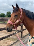 Bijrijdster gezocht vanaf 18 jaar, Dieren en Toebehoren, Paarden en Pony's | Verzorgingsproducten, Ophalen of Verzenden, Nieuw