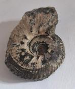 Fossiel, Verzamelen, Ophalen of Verzenden, Fossiel