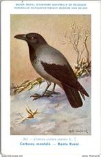 Bonte Kraai – Nº202 – Antique Belgian Museum History Print, Verzenden, Ongelopen, Vogel