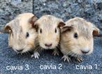 Prachtige jonge cavia's (beertjes), Mannelijk, Cavia, Tam