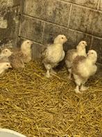 Faverolles jonge hennen evt haan, Dieren en Toebehoren, Vrouwelijk, Kip