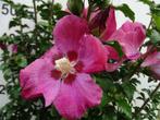 **ACTIE** Hibiscus syriacus, Tuinhibiscus, Tuin en Terras, Ophalen of Verzenden, Overige soorten, Struik, Minder dan 100 cm