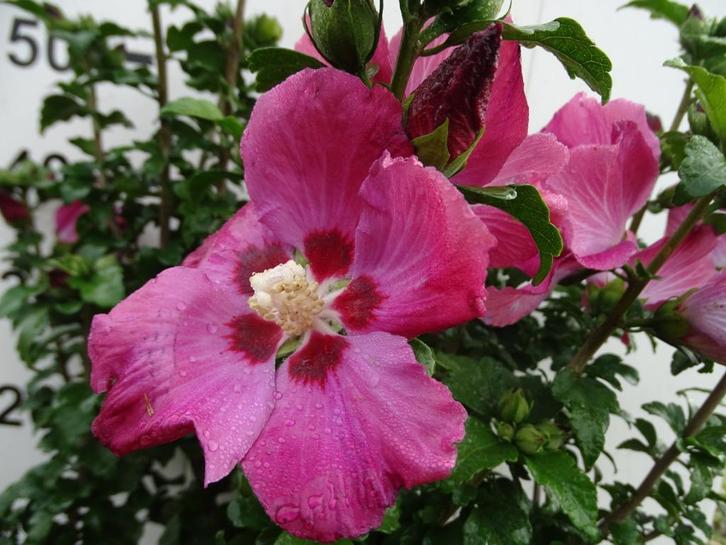 **ACTIE** Hibiscus syriacus, Tuinhibiscus, Tuin en Terras, Planten | Struiken en Hagen, Struik, Overige soorten, Minder dan 100 cm
