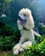 Koningspoedel (Grote Poedel)pups verwacht binnen 5-6 maanden, België, Particulier, Overige rassen, 8 tot 15 weken