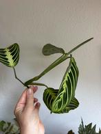 Maranta lemon lime, gewortelde stek, Ophalen of Verzenden, Overige soorten, Minder dan 100 cm