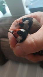 Een-koppel parva putter kleine jonge van 2025.MO., Dieren en Toebehoren, Meerdere dieren, Wildzangvogel, Geringd