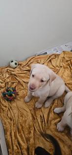 Labrador pups 1 blonde reutje beschikbaar, Dieren en Toebehoren, Labrador retriever, Meerdere, Meerdere dieren, Nederland