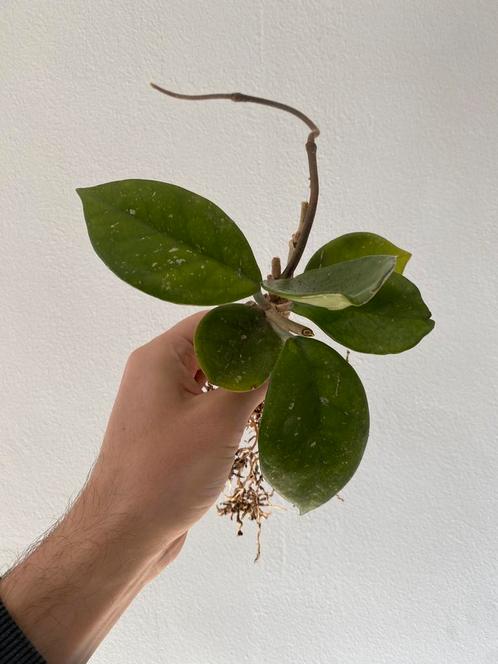 Gewortelde kamerplant - Hoya Chelsea, Huis en Inrichting, Kamerplanten, Overige soorten, Minder dan 100 cm, Ophalen of Verzenden