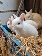 Lieve blauwoog pooltjes, Dieren en Toebehoren, Konijnen