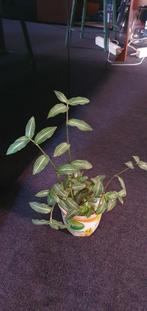 Leuk gestreept plantje dat zeer snel groeit, callisia, Huis en Inrichting, Kamerplanten, Ophalen, Halfschaduw, Minder dan 100 cm