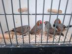 Zebravinken wildkleur, Dieren en Toebehoren, Vogels | Overige Vogels, Meerdere dieren, Tropenvogel