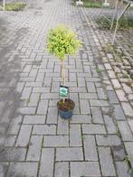 Liguster op stam -, Tuin en Terras, Planten | Bomen, Bloeit niet, Minder dan 100 cm, Ophalen, Volle zon