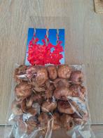 Gladiolen Knollen - Mooie Zomerbloeiers!, Tuin en Terras, Bloembollen en Zaden, Ophalen of Verzenden, Voorjaar, Volle zon, Knol