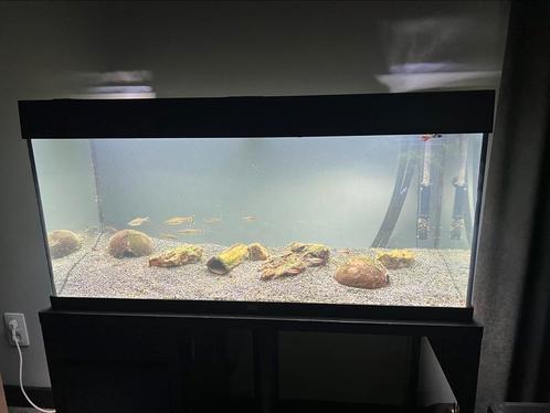 Juwel 180 met oasis thermo 350 filter, Dieren en Toebehoren, Vissen | Aquaria en Toebehoren, Gebruikt, Gevuld zoetwateraquarium