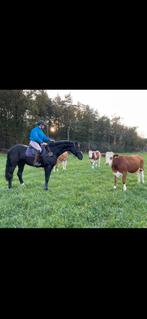 Pensionstalling, Weidegang