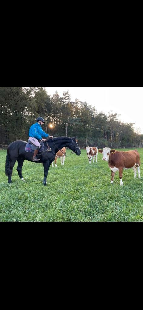 Pensionstalling, Dieren en Toebehoren, Stalling en Weidegang, Stalling, Weidegang