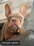 Franse bulldog pups (isabella zeer uniek) met gezond neusje, CDV (hondenziekte), 8 tot 15 weken, Teef, Bulldog